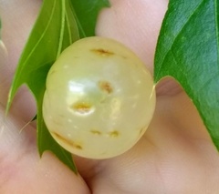 Amphibolips quercusracemaria