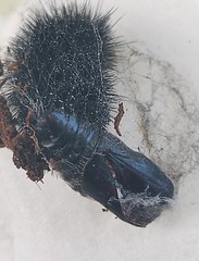 Arachnis zuni