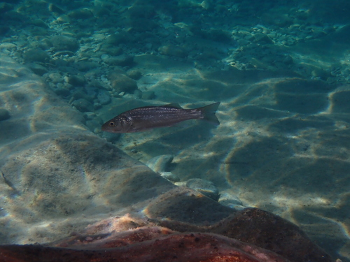 European Seabass