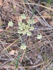 Lomatium nevadense