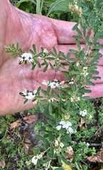 Lespedeza cuneata, photograph author not stated, no rights reserved