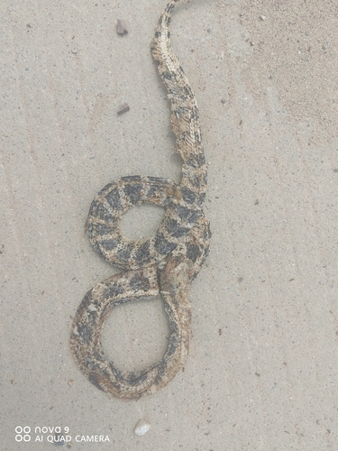 Many-banded Krait