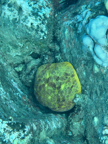 Culcita novaeguineae, 2026-09-20