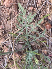 Lomatium nevadense