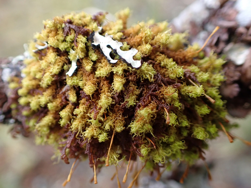 Ulota obtusiuscula observed 2026-09-20