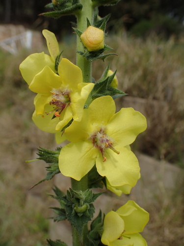 Verbascum virgatum, photograph 5
