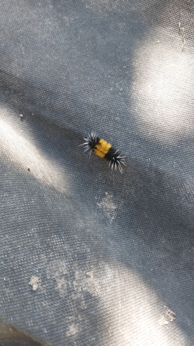 Spotted Tussock Moth