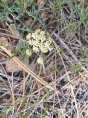 Lomatium nevadense