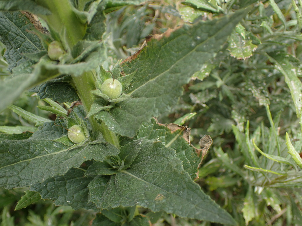 Verbascum virgatum; photograph (c) Cricket Raspet, some rights reserved (CC BY)