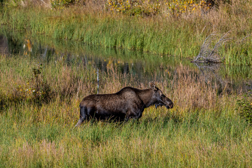 Moose