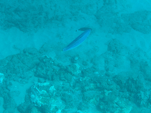 Decapterus observed 2026-09-20