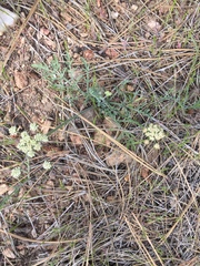 Lomatium nevadense