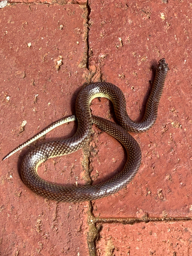 Red-naped Snake