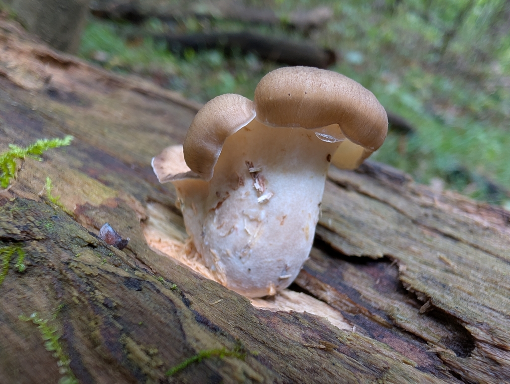 Bay Polypore · September 2026 · photo: Photo: no rights reserved · iNaturalist