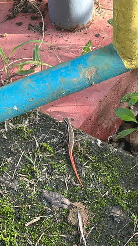 Dussumier's Litter Skink