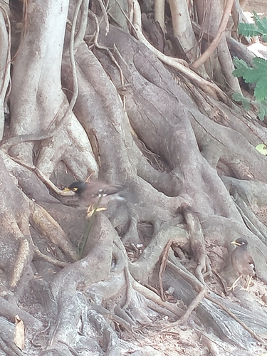 Common Myna