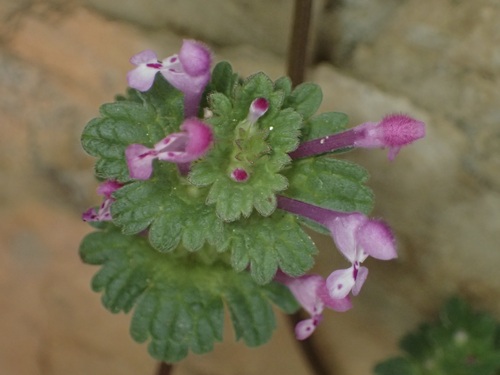 Lamium amplexicaule, photograph 1