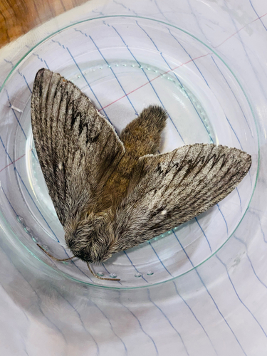 Arizona Lappet