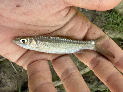 Rasbora myersi