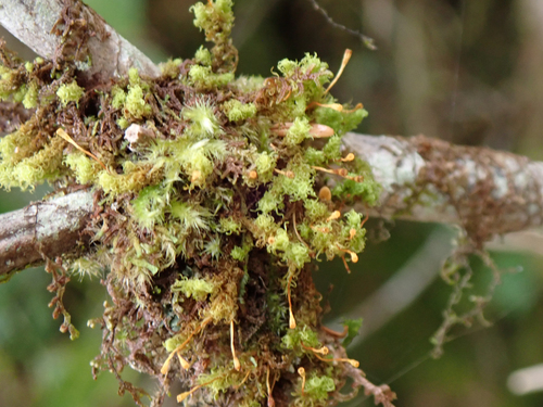 Ulota obtusiuscula observed 2026-09-20