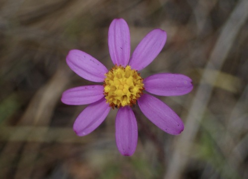 Senecio arenarius, photograph 1