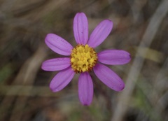 Senecio arenarius, photograph (c) Cricket Raspet, some rights reserved (CC BY)