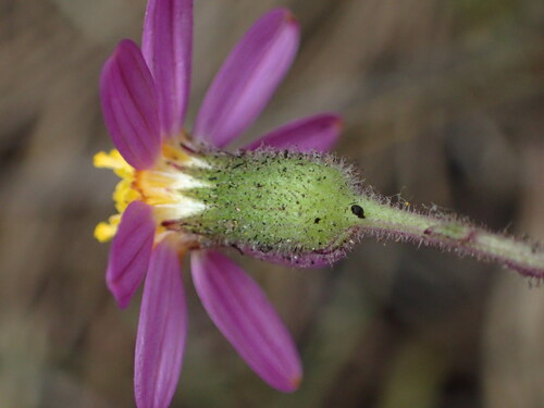 Senecio arenarius, photograph 2