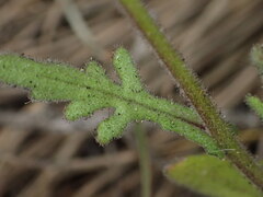 Senecio arenarius, photograph (c) Cricket Raspet, some rights reserved (CC BY)