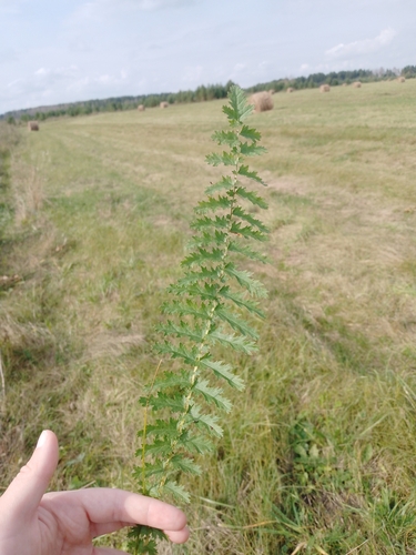 Dropwort