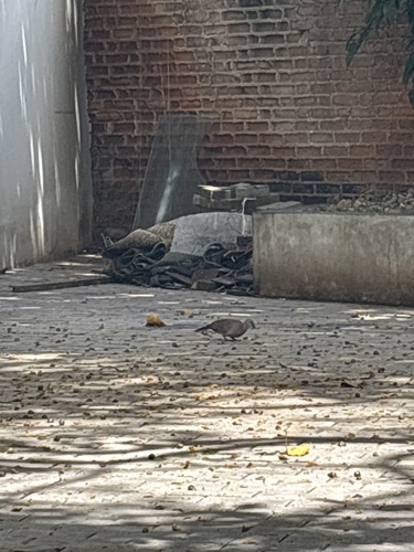 Spotted Dove