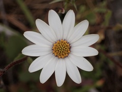 Dimorphotheca pluvialis