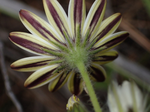 Dimorphotheca pluvialis, photograph 1