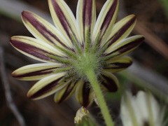 Dimorphotheca pluvialis, photograph (c) Cricket Raspet, some rights reserved (CC BY)