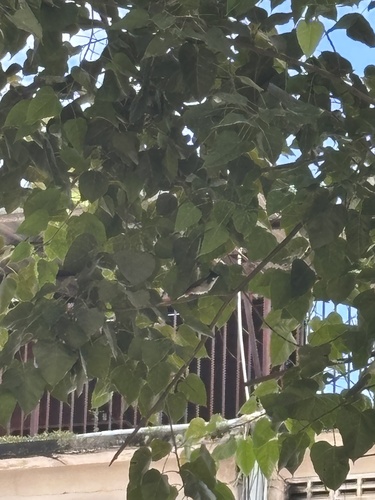 Red-whiskered Bulbul