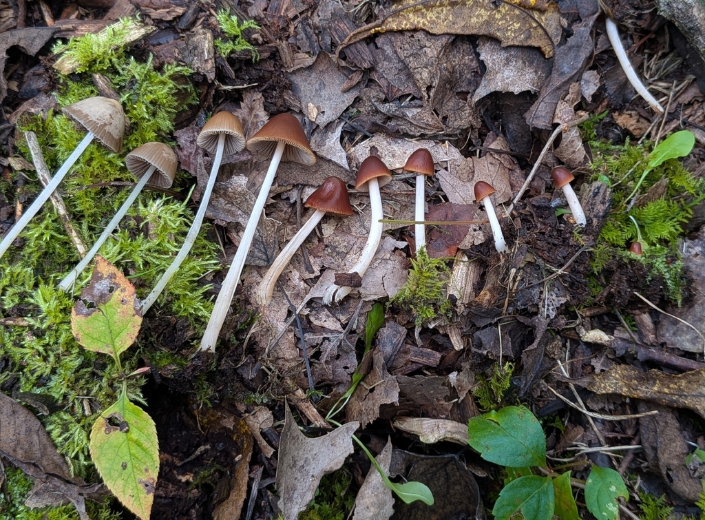 conical brittlestem