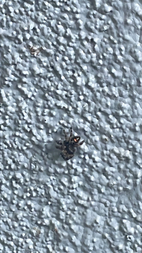 Bold Jumping Spider