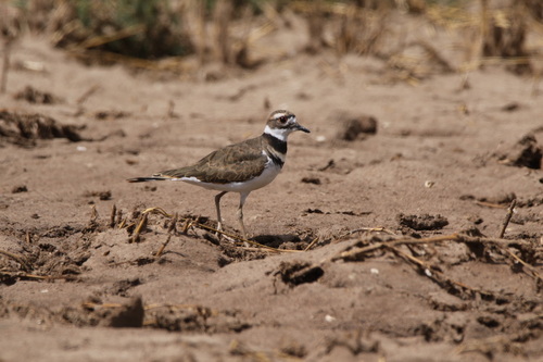 Killdeer