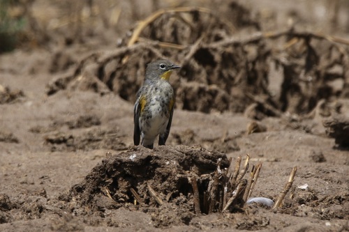 Yellow-rumped Warbler