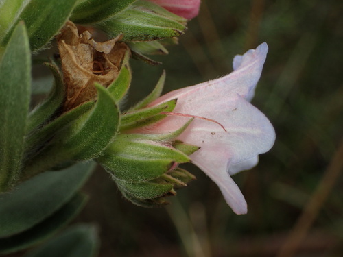 Lobostemon fruticosus, photograph 2