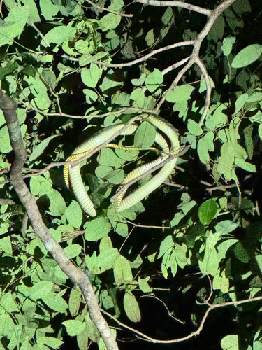 Western Green Mamba