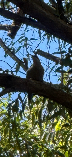 Ptiloris paradiseus observed 2026-09-21
