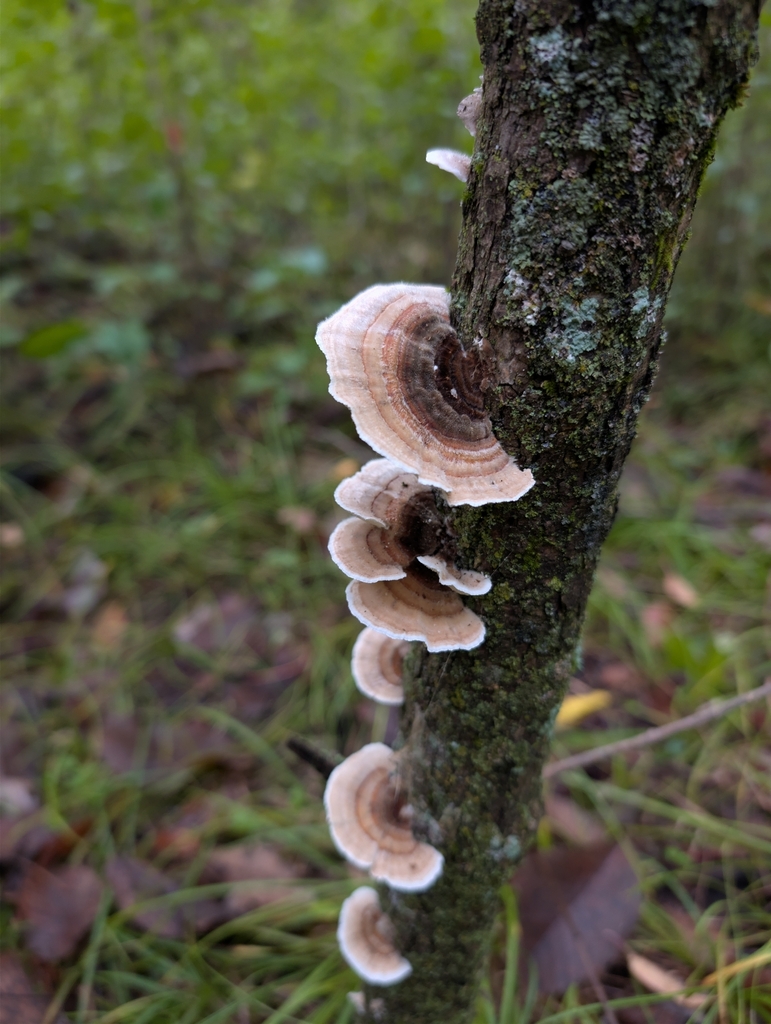 turkey-tail · September 2026 · photo: Photo: no rights reserved · iNaturalist