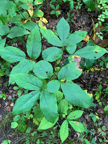 wild sarsaparilla