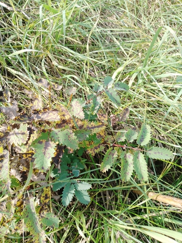 Great burnet