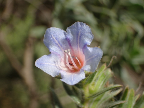 Lobostemon fruticosus