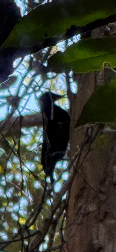 Ptiloris paradiseus observed 2026-09-21