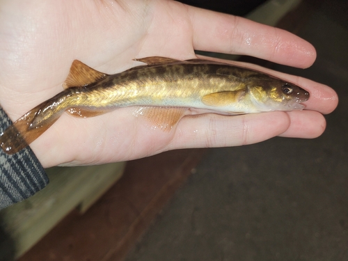 Atlantic Tomcod
