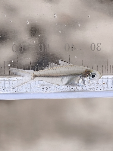 Banded-tail Glassy Perchlet