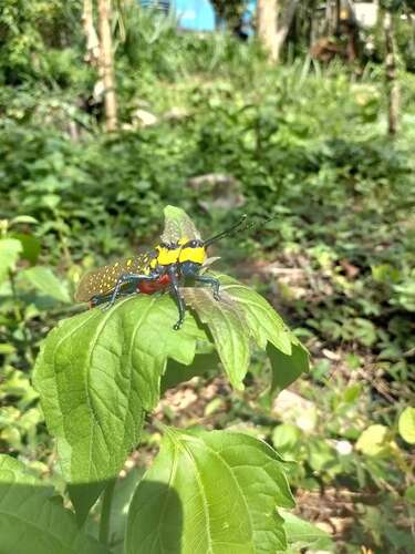 Spotted Locust
