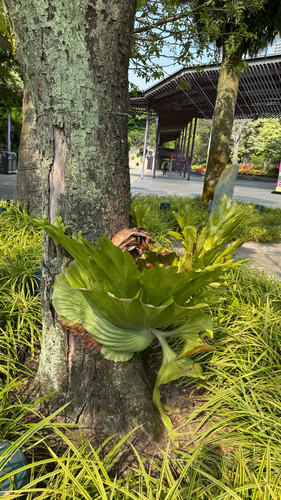 Platycerium wandae, photograph 1